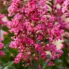 Lagerstroemia Als Halfstam (Lagerstroemia Indica 'Berry Dazzle') -Tuin Verhaal Verkoopwinkel visi186296