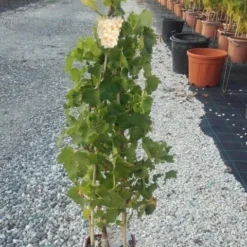 Witte Druif (Vitis Vinifera 'Suzi')