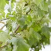 Muskaatdruif (Vitis Vinifera ‘Moscato Bianco’) -Tuin Verhaal Verkoopwinkel vitis 1
