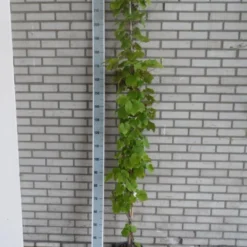 Sierdruif (Vitis Coignetiae) -Tuin Verhaal Verkoopwinkel vitis coignetiae 175 200 c10