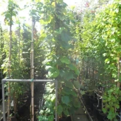 Sierdruif (Vitis Coignetiae) -Tuin Verhaal Verkoopwinkel vitis coignetiae 200 250 300 c20