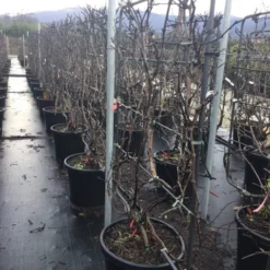 Blauwe Druif Als Leivorm (Vitis Vinifera 'Crimson') 5 Blauwe Druif Als Leivorm (Vitis Vinifera 'Crimson') -Tuin Verhaal Verkoopwinkel vitiscrimsonleivorm02 1