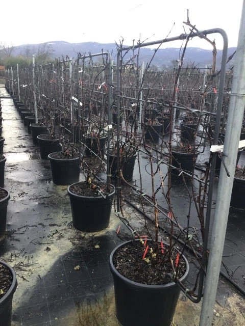 Witte Druif Als Leivorm (Vitis Vinifera 'Suzi') 4 Witte Druif Als Leivorm (Vitis Vinifera 'Suzi') - Afbeelding 2