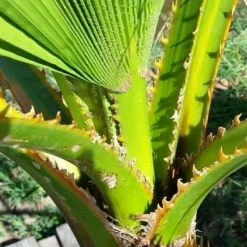 Washingtonia (Washingtonia Robusta) 16 Washingtonia (Washingtonia Robusta) -Tuin Verhaal Verkoopwinkel washingtoniarobusta04