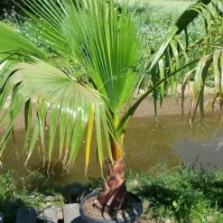 Washingtonia (Washingtonia Robusta) 19 Washingtonia (Washingtonia Robusta) -Tuin Verhaal Verkoopwinkel washingtoniarobusta10