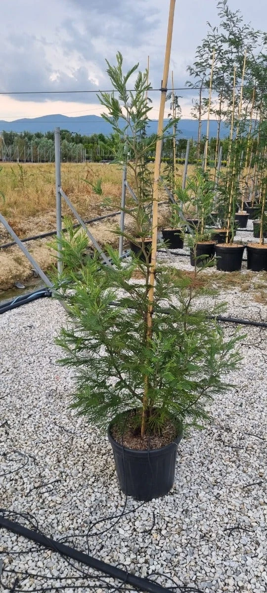 Mimosa (Acacia Dealbata) 4 Mimosa (Acacia Dealbata) - Afbeelding 2