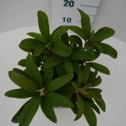 Rhododendron (Rhododendron 'Wilgen's Ruby') -Tuin Verhaal Verkoopwinkel wilgens ruby c2 boven