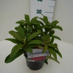 Rhododendron (Rhododendron 'Wilgen's Ruby') -Tuin Verhaal Verkoopwinkel wilgens ruby c2 zij