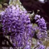Blauwe Regen (Wisteria Sinensis) -Tuin Verhaal Verkoopwinkel wisinens 2