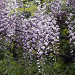 Japanse Blauwe Regen (Wisteria Floribunda 'Issai-naga')