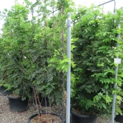 Blauwe Regen Als Leivorm (Wisteria Brachybotrys 'Yokohama Fuji') -Tuin Verhaal Verkoopwinkel wisteria 110x180 leivorm