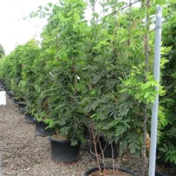 Blauwe Regen Als Leivorm (Wisteria Brachybotrys 'Yokohama Fuji') -Tuin Verhaal Verkoopwinkel wisteria 110x180 leivorm 2