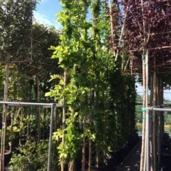 Blauwe Regen (Wisteria Sinensis 'Prolific') 17 Blauwe Regen (Wisteria Sinensis 'Prolific') -Tuin Verhaal Verkoopwinkel wisteria 300 400