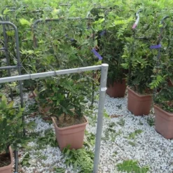 Blauwe Regen Als Leivorm (Wisteria Brachybotrys 'Yokohama Fuji') -Tuin Verhaal Verkoopwinkel wisteria 52x110 leivorm