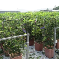 Blauwe Regen Als Leivorm (Wisteria Brachybotrys 'Yokohama Fuji') -Tuin Verhaal Verkoopwinkel wisteria 52x110 leivorm 2