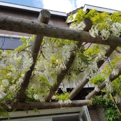 Japanse Blauwe Regen, Wit (Wisteria Floribunda 'Alba') -Tuin Verhaal Verkoopwinkel wisteria f. alba
