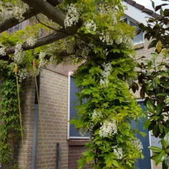 Japanse Blauwe Regen, Wit (Wisteria Floribunda 'Alba') -Tuin Verhaal Verkoopwinkel wisteria f. long. alba