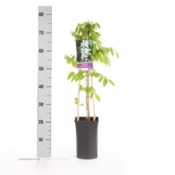 Japanse Blauwe Regen, Wit (Wisteria Floribunda 'Alba') -Tuin Verhaal Verkoopwinkel wisteria floribunda alba