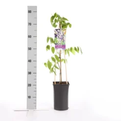 Blauwe Regen, Roze (Wisteria Floribunda 'Rosea') -Tuin Verhaal Verkoopwinkel wisteria floribunda rosea