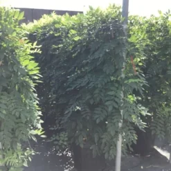 Blauwe Regen Als Leivorm (Wisteria Brachybotrys 'Yokohama Fuji') -Tuin Verhaal Verkoopwinkel wisteria lage leivorm 2