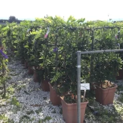 Blauwe Regen Als Leivorm (Wisteria Brachybotrys 'Yokohama Fuji') -Tuin Verhaal Verkoopwinkel wisteria lage leivorm c18