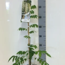 Japanse Blauwe Regen, Wit (Wisteria Floribunda 'Alba') -Tuin Verhaal Verkoopwinkel wisteria sin. alba 80 100 c2