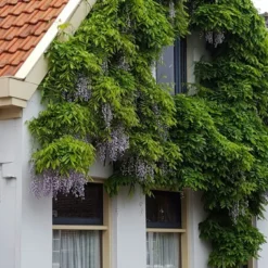 Blauwe Regen (Wisteria Sinensis 'Prolific') 13 Blauwe Regen (Wisteria Sinensis 'Prolific') -Tuin Verhaal Verkoopwinkel wisteria sin. prolific