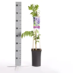 Blauwe Regen (Wisteria Sinensis) -Tuin Verhaal Verkoopwinkel wisteria sinensis