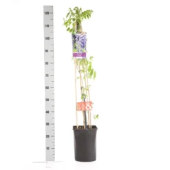 Blauwe Regen (Wisteria Sinensis) -Tuin Verhaal Verkoopwinkel wisteria sinensis 1.00 1.25