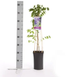 Blauwe Regen (Wisteria Sinensis 'Prolific') 15 Blauwe Regen (Wisteria Sinensis 'Prolific') -Tuin Verhaal Verkoopwinkel wisteria sinensis prolific