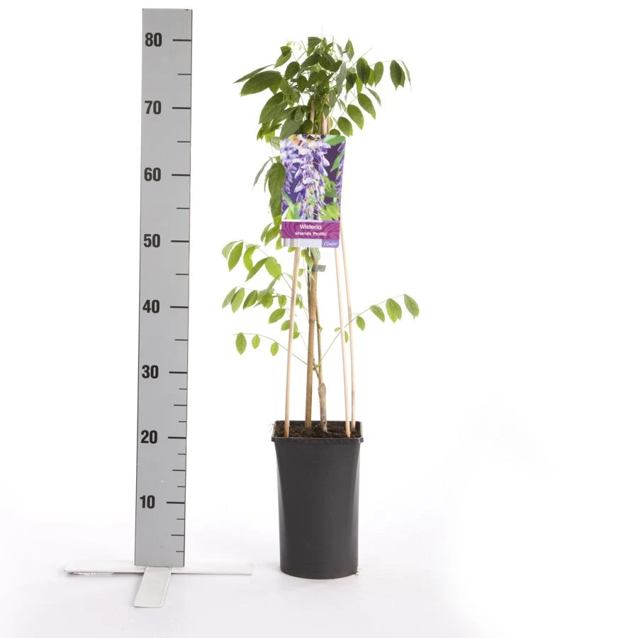 Blauwe Regen (Wisteria Sinensis 'Prolific') 7 Blauwe Regen (Wisteria Sinensis 'Prolific') - Afbeelding 5