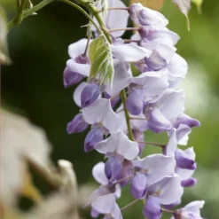 Blauweregen (Wisteria Sinensis 'Caroline')