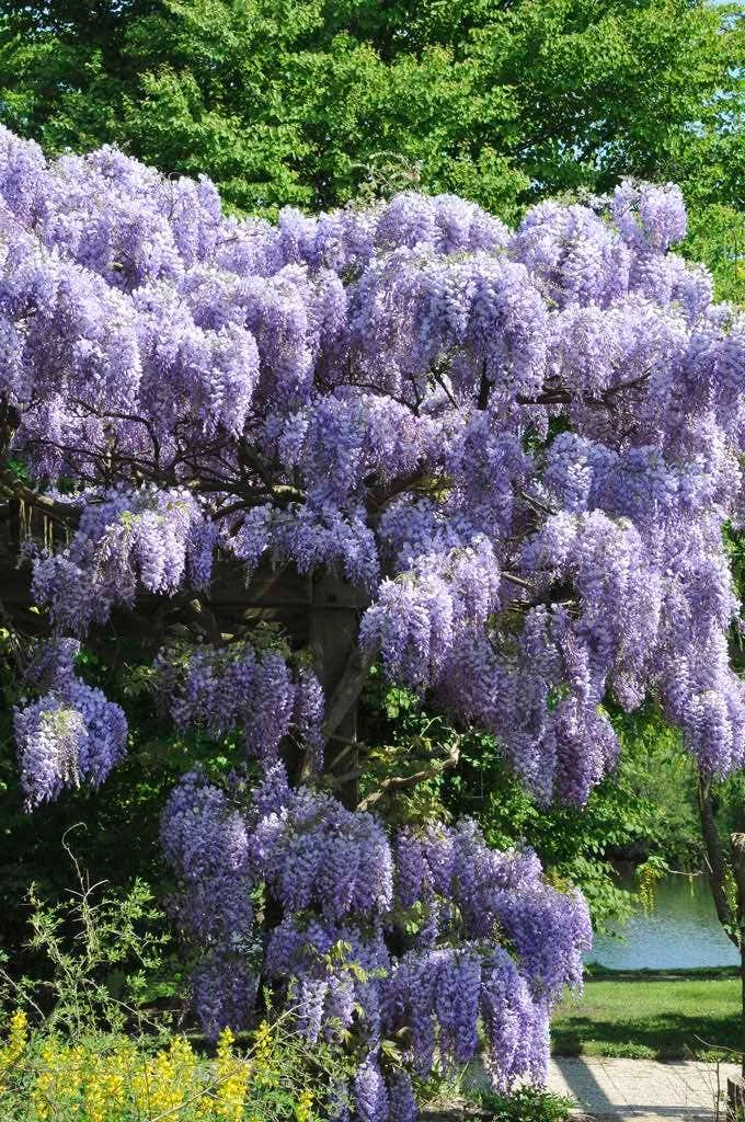 Blauwe Regen (Wisteria Sinensis 'Prolific') 4 Blauwe Regen (Wisteria Sinensis 'Prolific') - Afbeelding 2