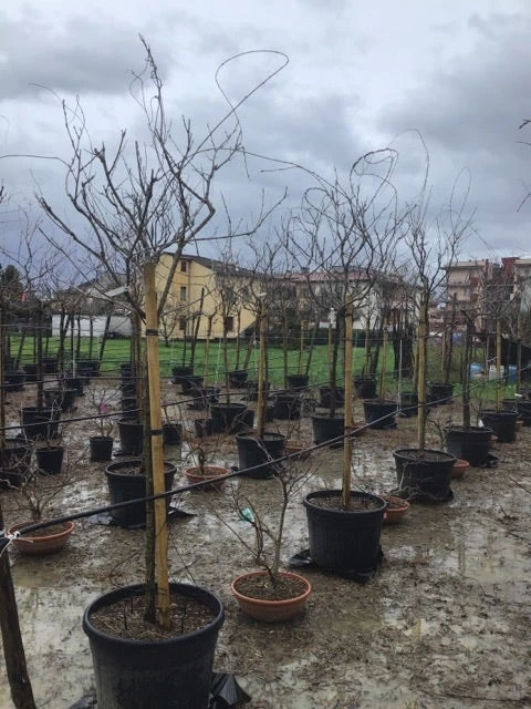 Blauweregen Als Boom (Wisteria Floribunda 'Snow Showers') 4 Blauweregen Als Boom (Wisteria Floribunda 'Snow Showers') - Afbeelding 2