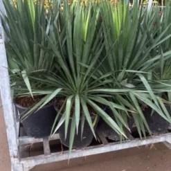 Palmlelie (Yucca Gloriosa) -Tuin Verhaal Verkoopwinkel yucca 1