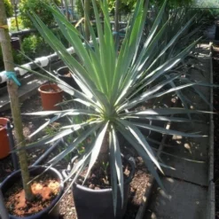 Palmlelie (Yucca Gloriosa) -Tuin Verhaal Verkoopwinkel yucca gloriosa 100 125 c50 1