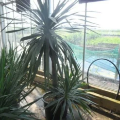 Palmlelie (Yucca Gloriosa) -Tuin Verhaal Verkoopwinkel yucca gloriosa 100stam c50