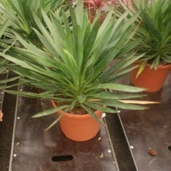 Palmlelie (Yucca Gloriosa) -Tuin Verhaal Verkoopwinkel yucca gloriosa 2