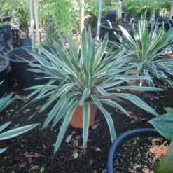 Palmlelie (Yucca Gloriosa 'Variegata') -Tuin Verhaal Verkoopwinkel yucca gloriosa variegatum c10