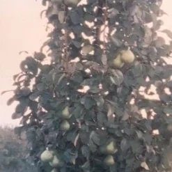 Zuil-peer (Pyrus Communis 'Obelisk') 7 Zuil-peer (Pyrus Communis 'Obelisk') -Tuin Verhaal Verkoopwinkel zuil peer pyrus communis obelisk pyrus communis obelisk c8d 2