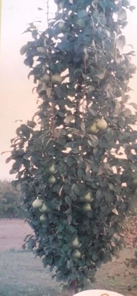 Zuil-peer (Pyrus Communis 'Obelisk') 5 Zuil-peer (Pyrus Communis 'Obelisk') - Afbeelding 3