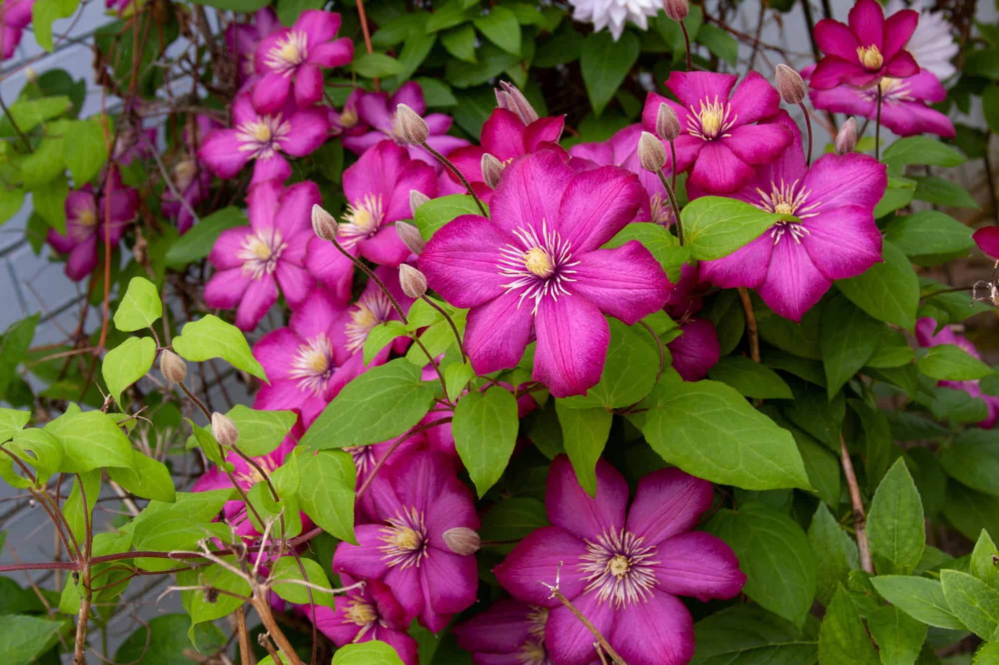 Tuin Verhaal Verkoopwinkel -Tuin Verhaal Verkoopwinkel clematis vine magenta flowers