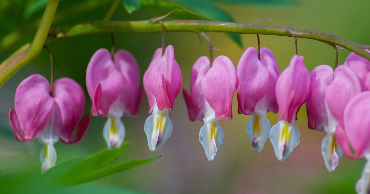 Tuin Verhaal Verkoopwinkel -Tuin Verhaal Verkoopwinkel de 16 mooiste schaduwplanten voor buiten