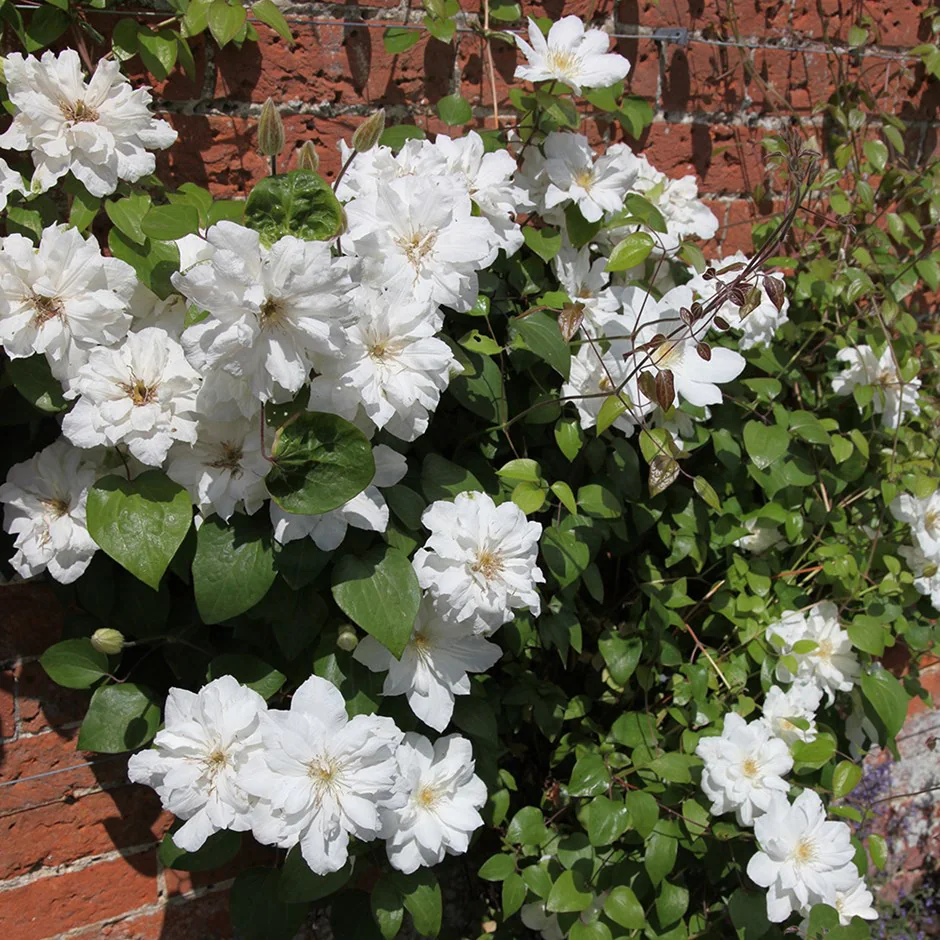 Tuin Verhaal Verkoopwinkel -Tuin Verhaal Verkoopwinkel pl0000007051